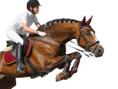 Equestrian Rider: Level 8