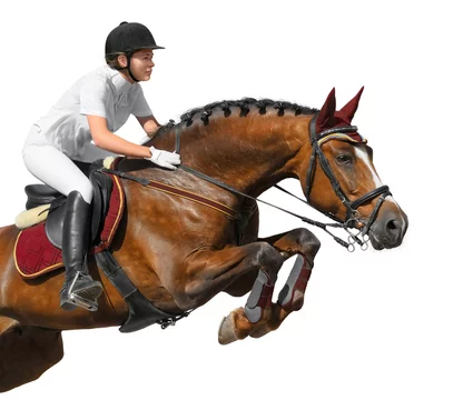 Equestrian Rider: Level 8