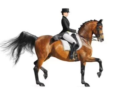 Equestrian Rider: Level 6