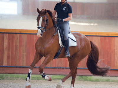 Equestrian Rider: Level 2