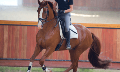 Equestrian Rider: Level 2