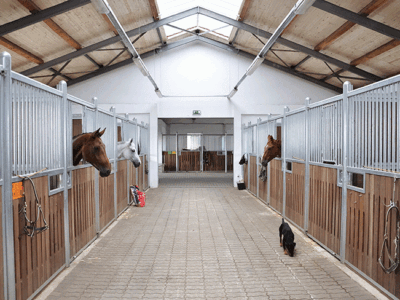 Protected: Equine Groom