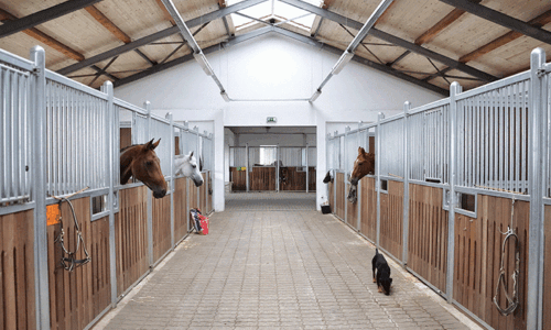 Protected: Equine Groom