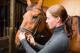Horse Riding Classes-Advanced